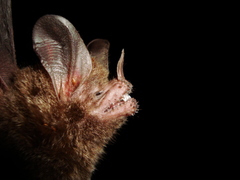 Trachops cirrhosus