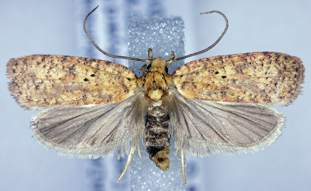 Thelma's Agonopterix Moth