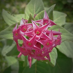 Cestrum roseum