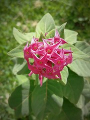 Cestrum roseum