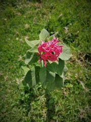 Cestrum roseum