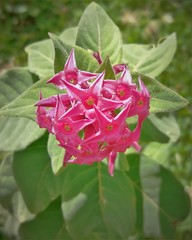 Cestrum roseum