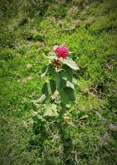 Cestrum roseum