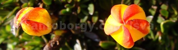 Gentianella hirculus image