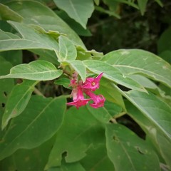 Cestrum roseum