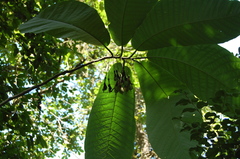 Passiflora macrophylla