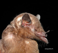 Tube-Lipped Tailless Bat photo 1