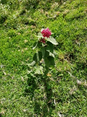 Cestrum roseum