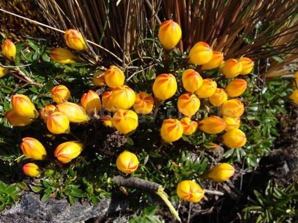 Gentianella hirculus image