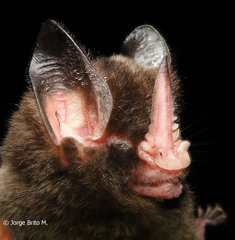 Gardnerycteris crenulatum