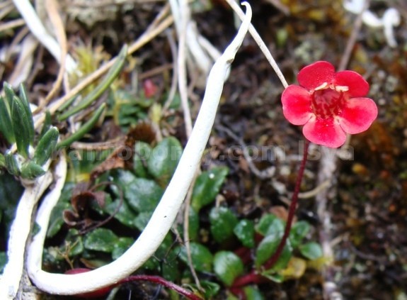 Ourisia chamaedrifolia image