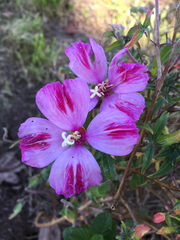 Clarkia speciosa