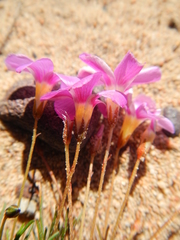 Oxalis leptogramma
