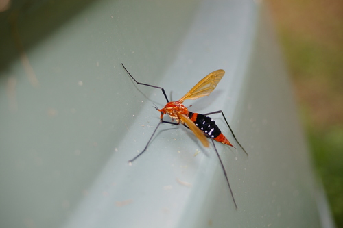 Clytocosmus tillyardi