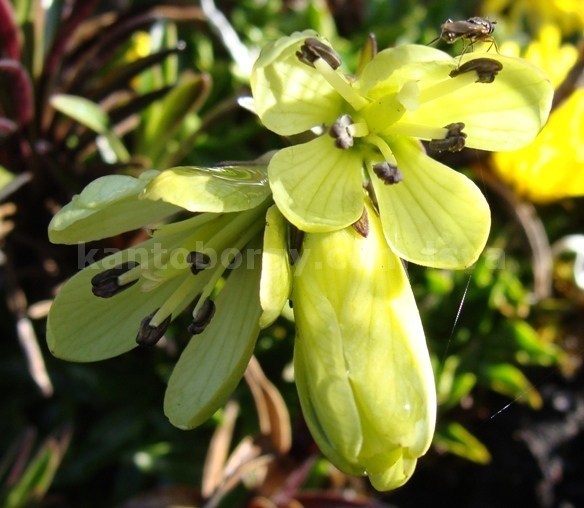 Gentianella longibarbata image