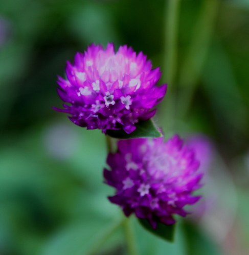 Gomphrena globosa