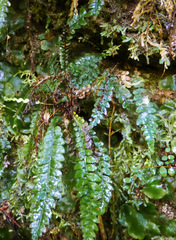Blechnum membranaceum