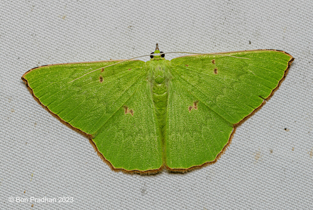 Ornithospila avicularia