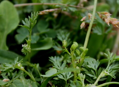 Ammoselinum butleri