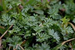 Ammoselinum butleri