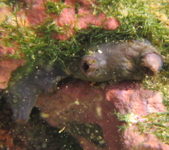 Cnemidocarpa bicornuta