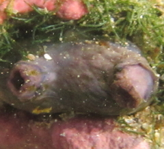 Cnemidocarpa bicornuta