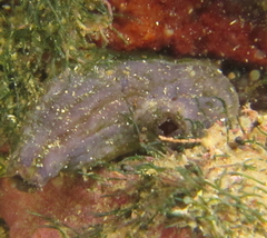 Cnemidocarpa bicornuta