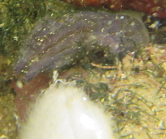 Cnemidocarpa bicornuta