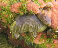 Cnemidocarpa bicornuta