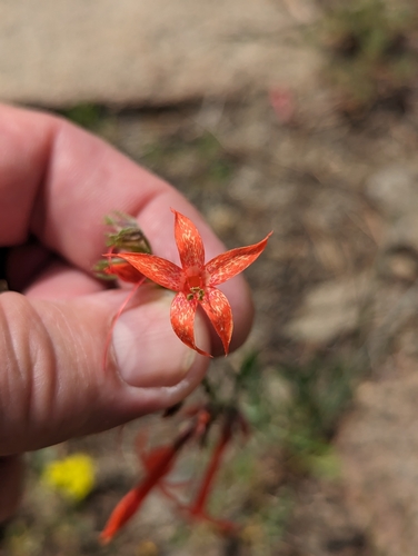 scarlet gilia (Ipomopsis aggregata)