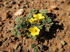 Oxalis melanosticta