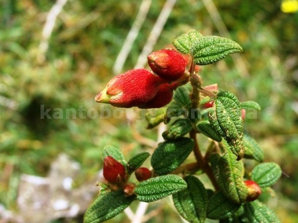 Brachyotum image