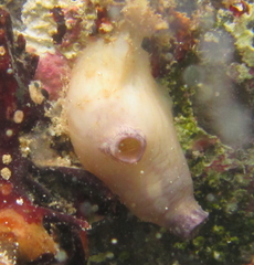 Cnemidocarpa