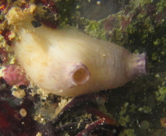 Cnemidocarpa