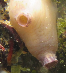Cnemidocarpa