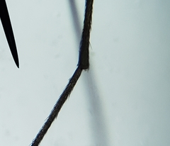 Gonomyia puer