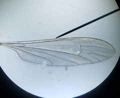 Gonomyia puer