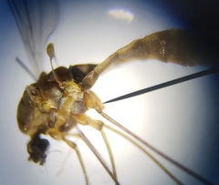 Gonomyia puer