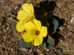 Oxalis melanosticta