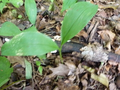 Convallaria