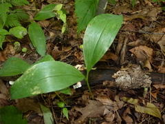 Convallaria