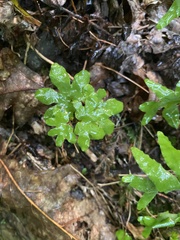 Lygodium palmatum image