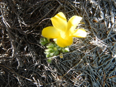 Oxalis melanosticta