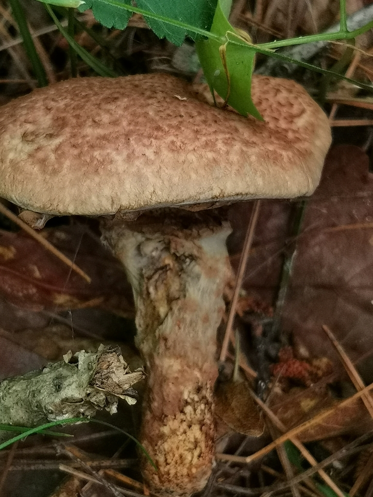 Suillus spraguei