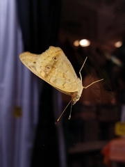 Junonia genoveva hilaris