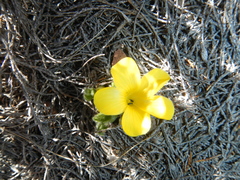 Oxalis melanosticta