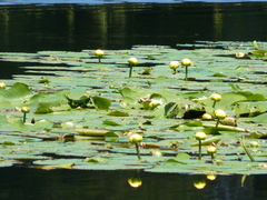 Nuphar variegata