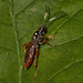 Cratichneumon w-album - Photo (c) Dennis White, some rights reserved (CC BY-NC), uploaded by Dennis White
