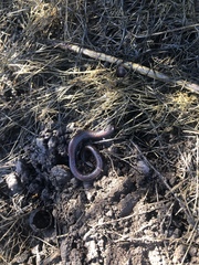 Batrachoseps major major