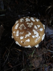 Gemmatae
